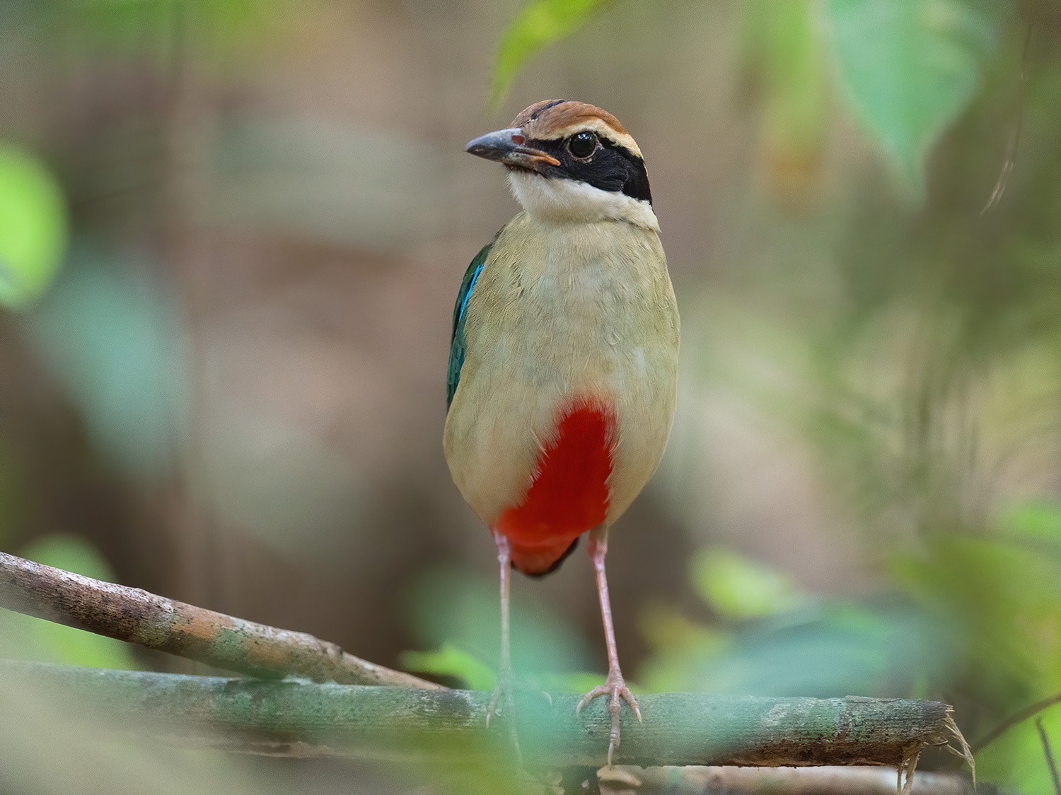 fairy pitta singapore