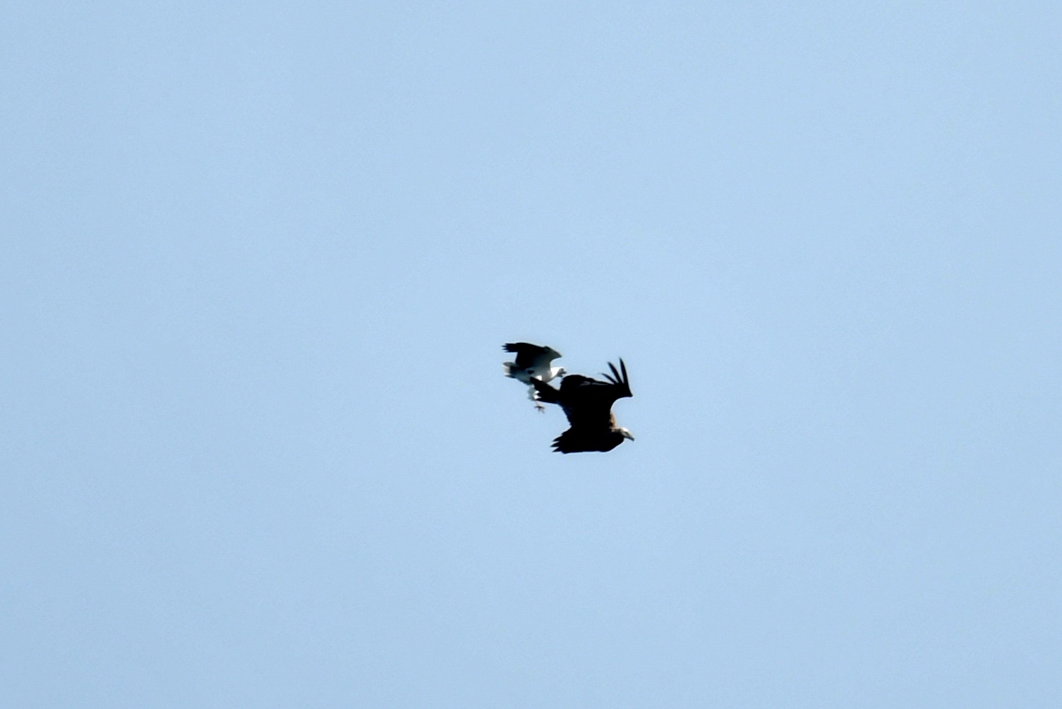 white-bellied sea eagles himalayan griffon 