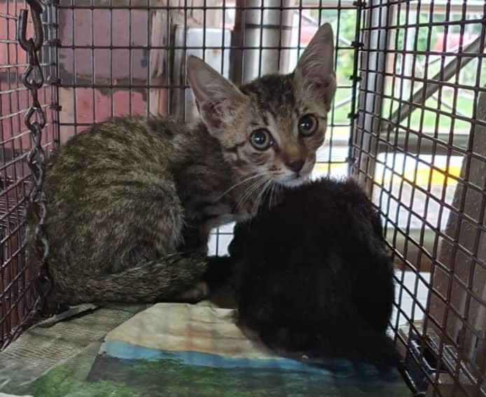 6 rescue kittens in S'pore have been living in pet carriers for 4 days