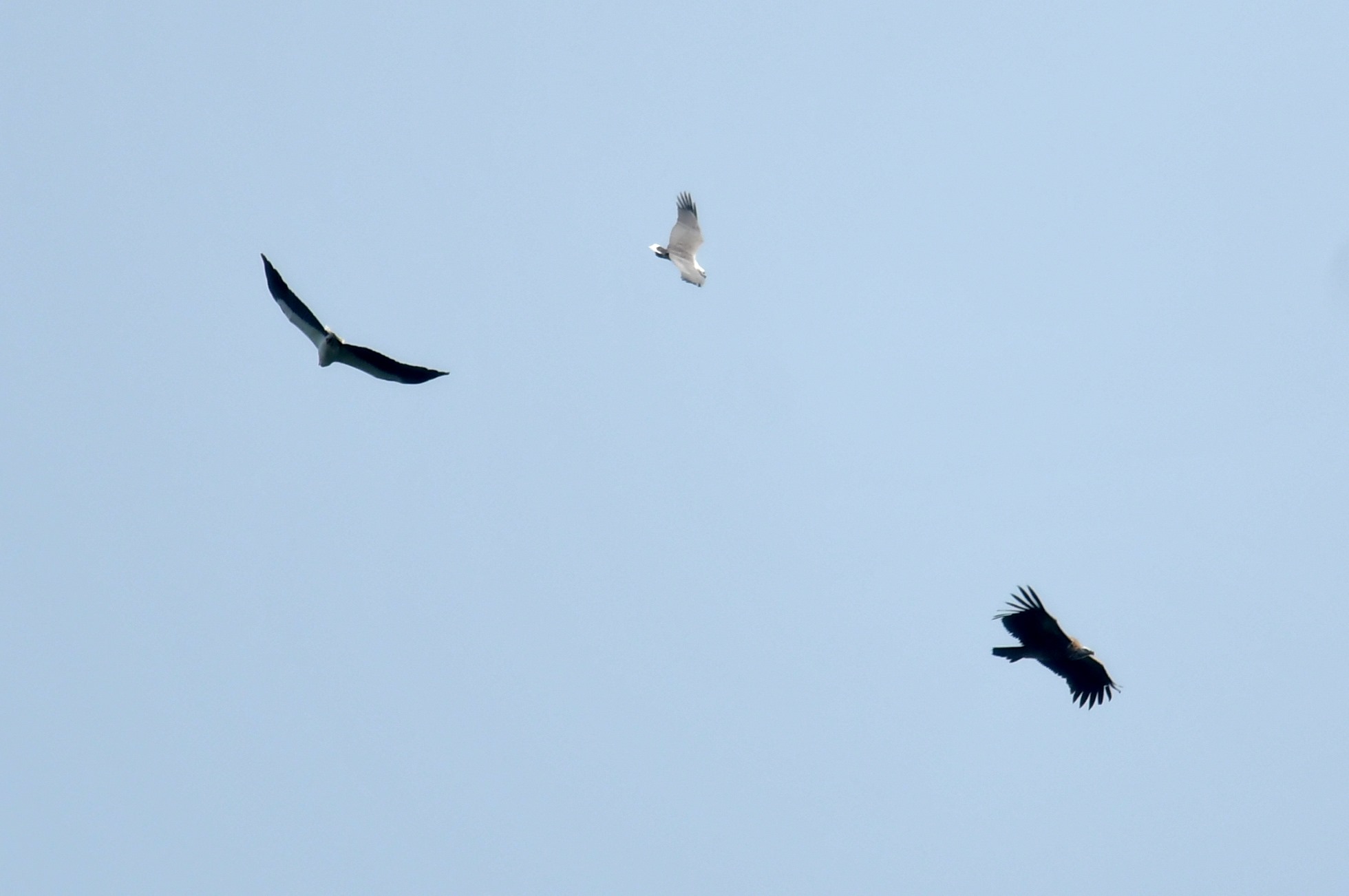 S Pore White Bellied Sea Eagle Chases Pair Of Himalayan Griffon Vultures Away At Bukit Timah Mothership Sg News From Singapore Asia And Around The World