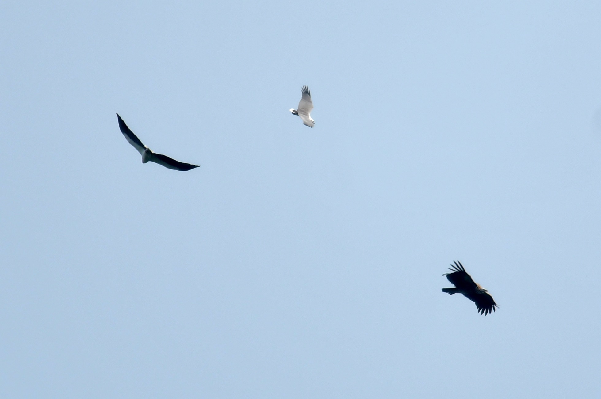 white-bellied sea eagles himalayan griffon 