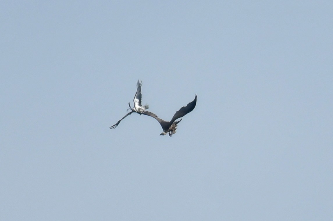 white-bellied sea eagles himalayan griffon 