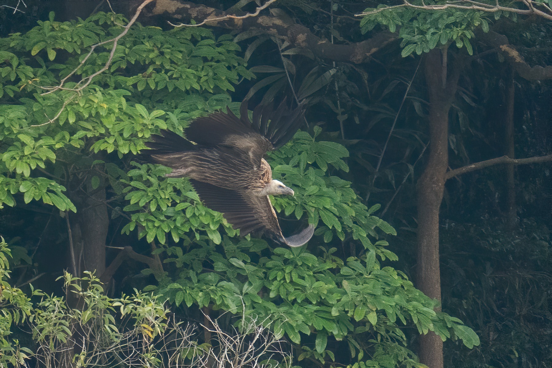 himalayan griffon vultures