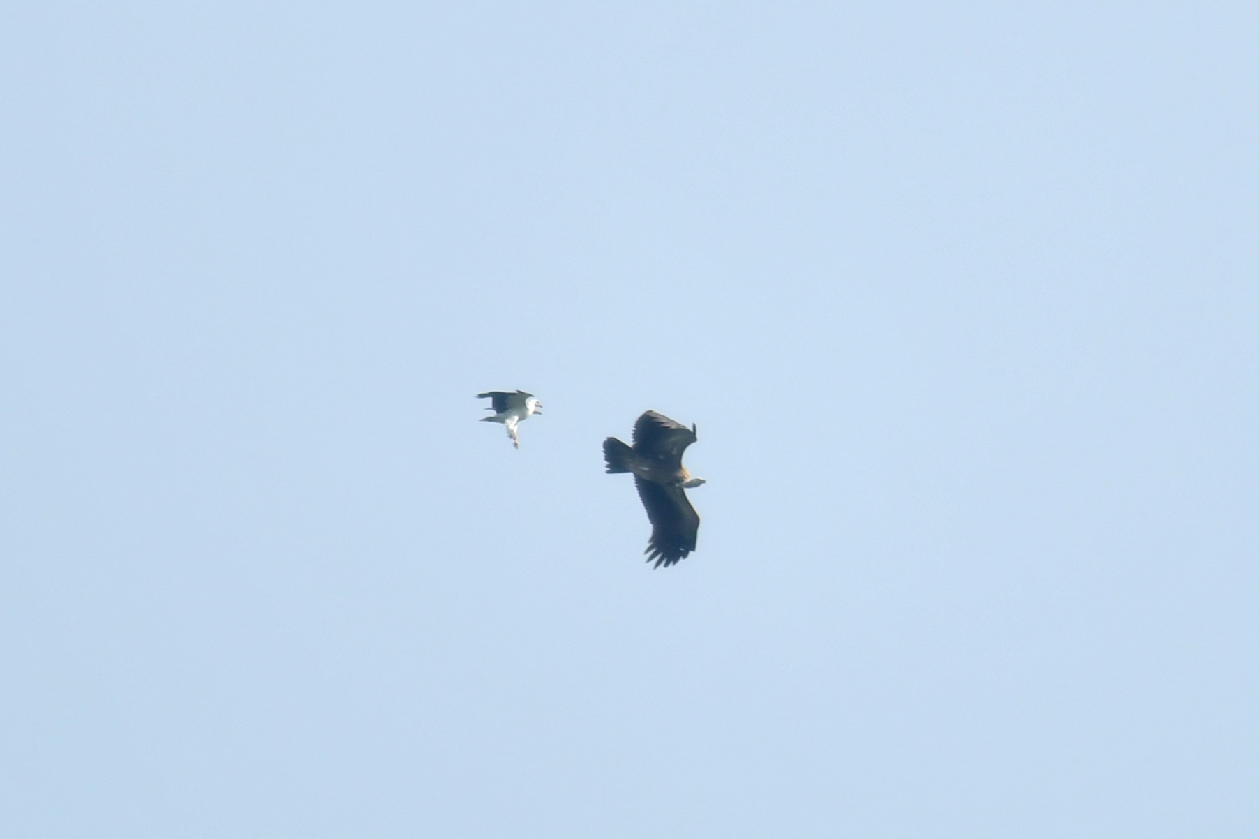 white-bellied sea eagles himalayan griffon 