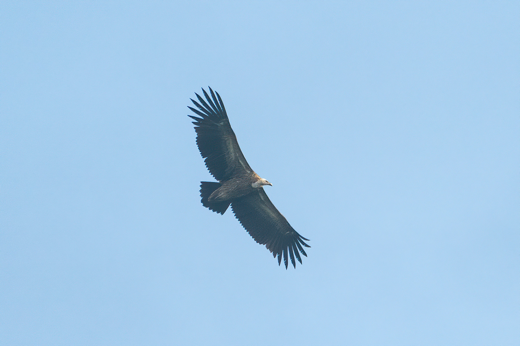 himalayan griffon vultures