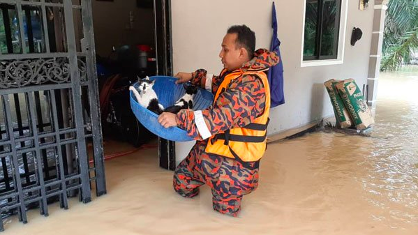 man rescuing cat in floods