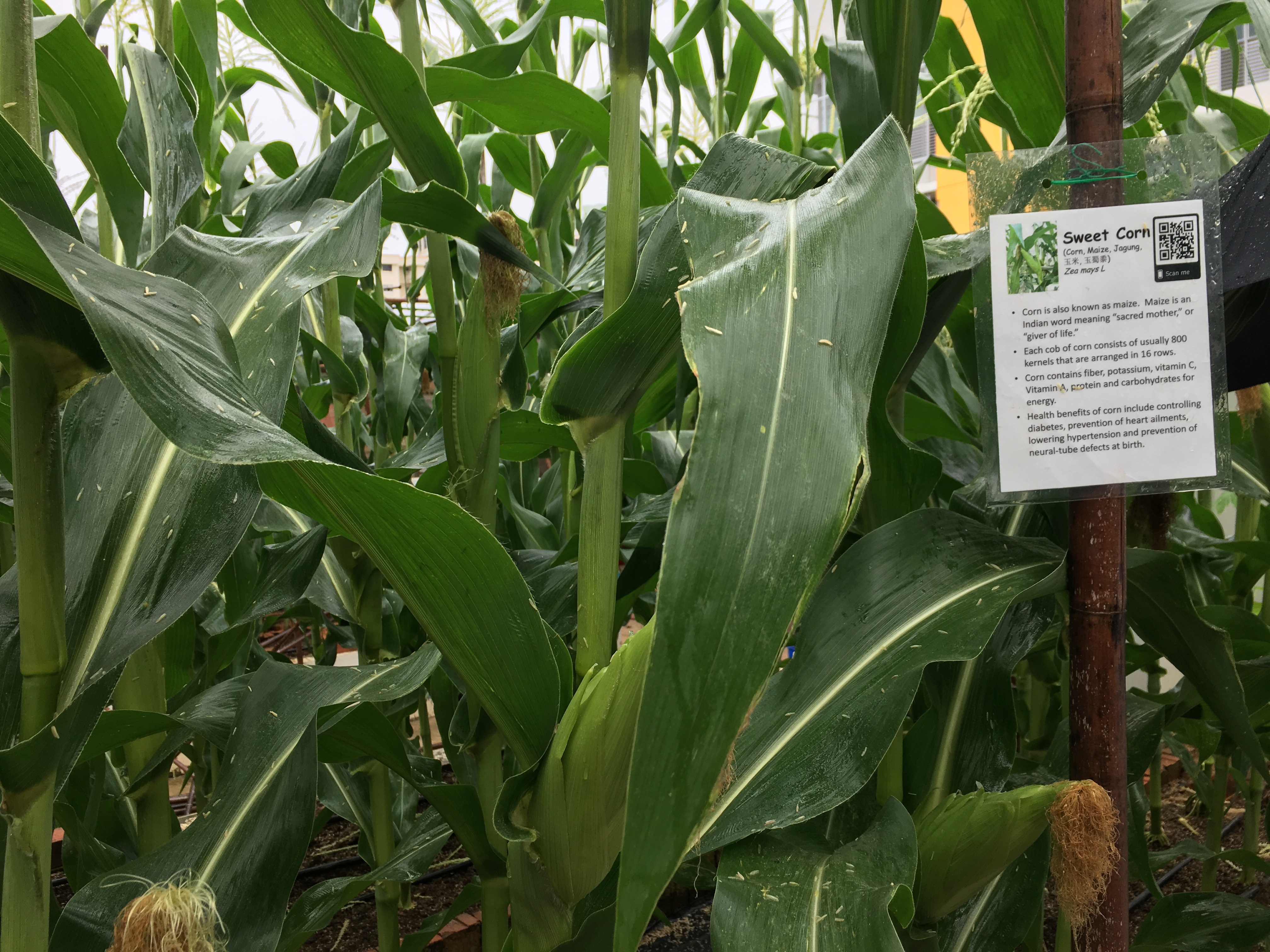 a photo of corn