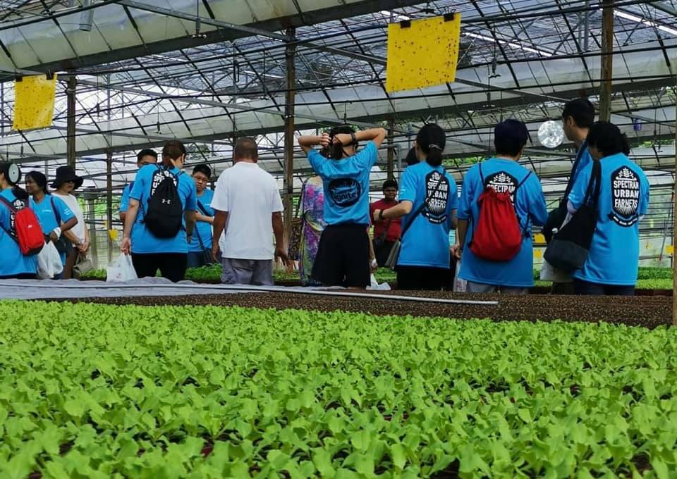 volunteers stand near vegetables at farm