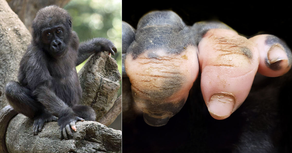 Gorilla missing pigmentation on fingers shows how human-like they are -  Mothership.SG - News from Singapore, Asia and around the world