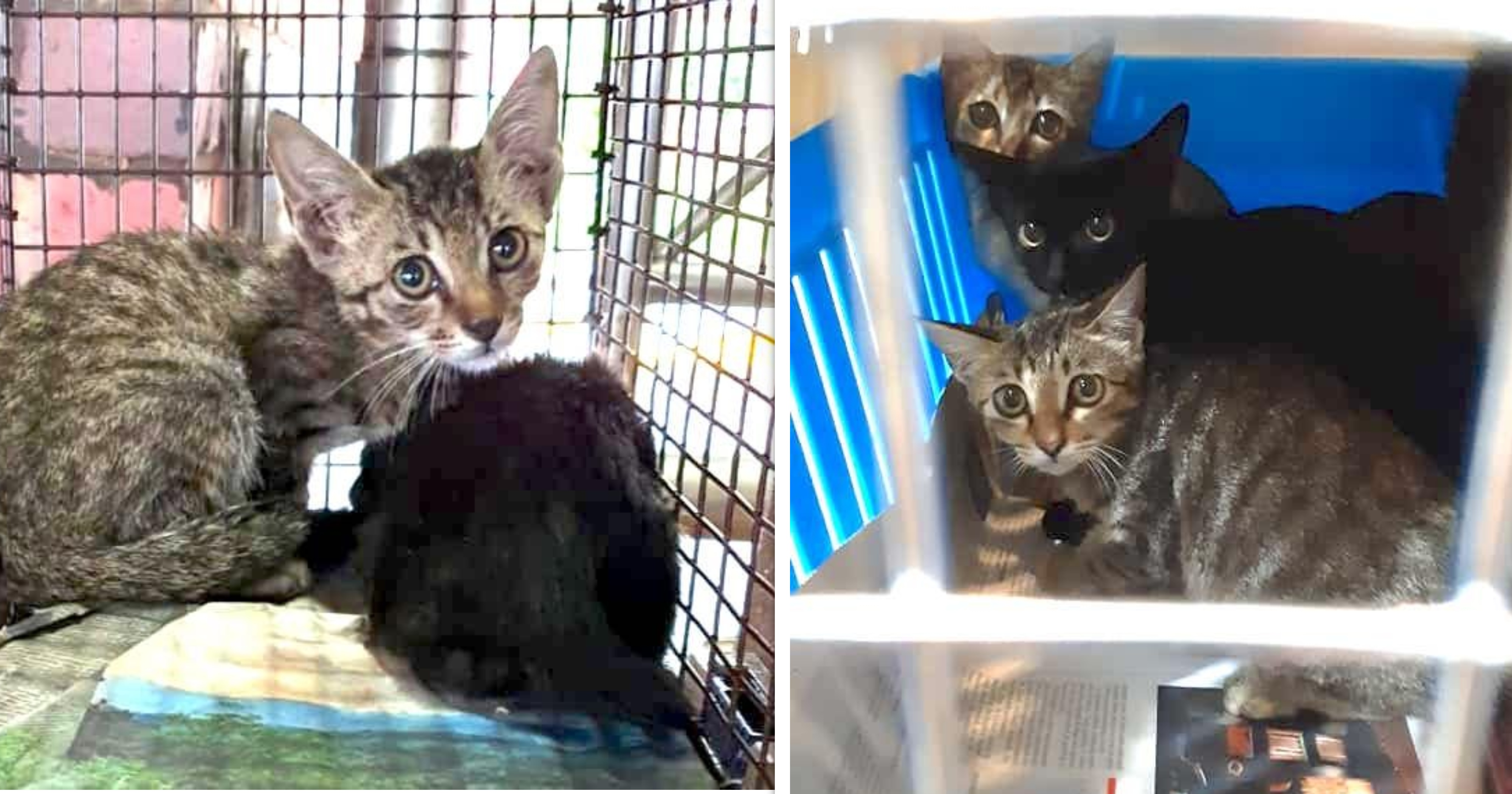 6 rescue kittens in S'pore have been living in pet carriers for 4 days