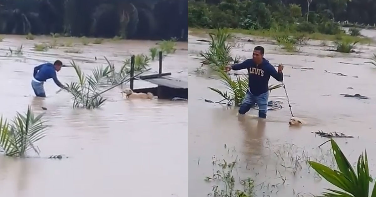 Man in M'sia rescues dog at risk of drowning in flood waters as it was ...