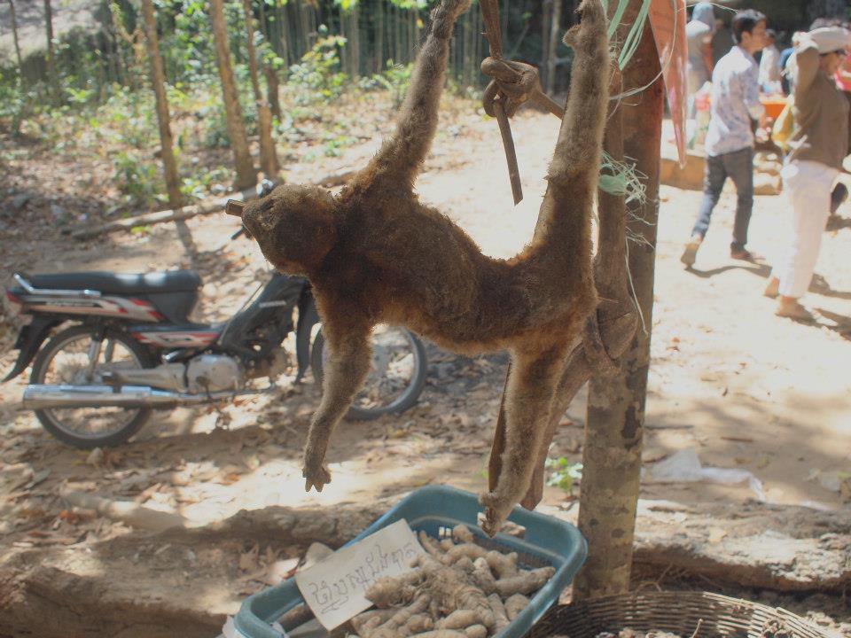 photo of primate sold for bushmeat in Cambodia