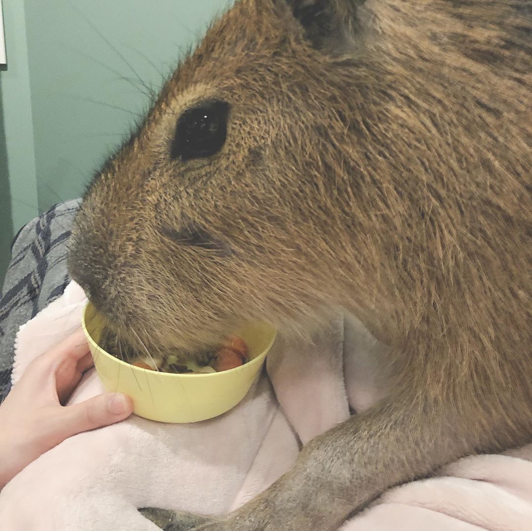 Capybara And Cat