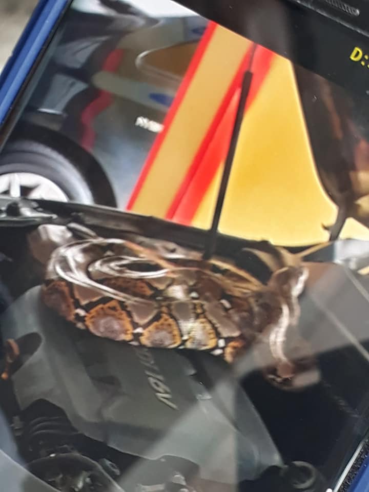 python found in car engine compartment on 4 jan 2020 at Redhill Close