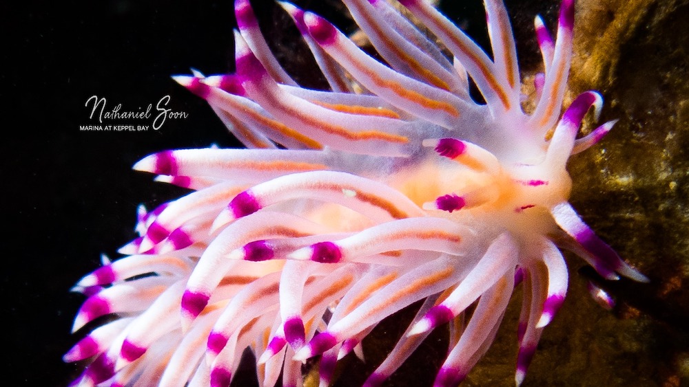 nudibranch at marina at Keppel Bay