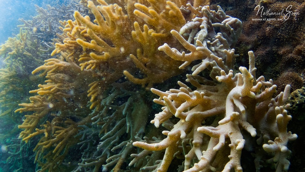 corals at marina at Keppel Bay