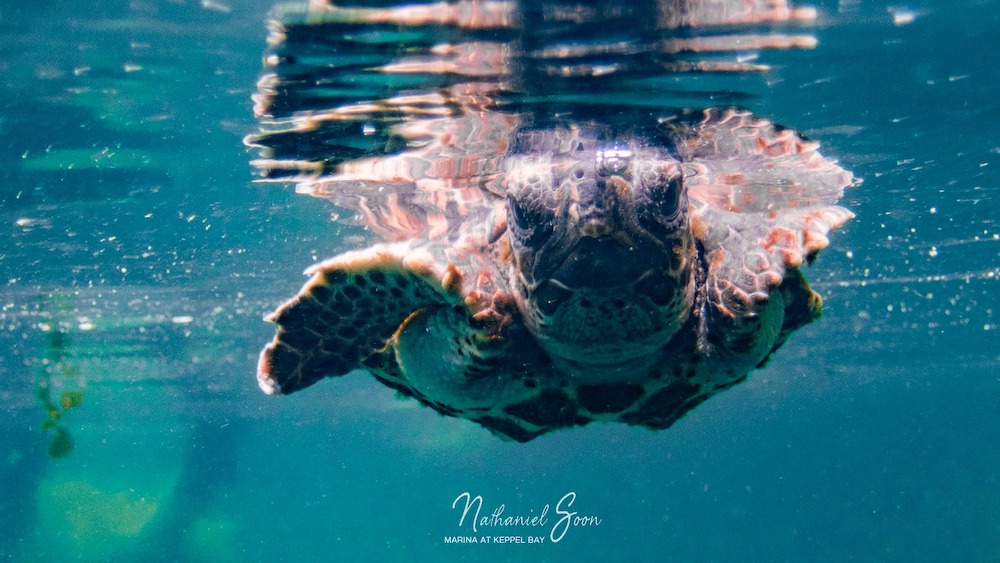 sea turtle at Keppel Bay 