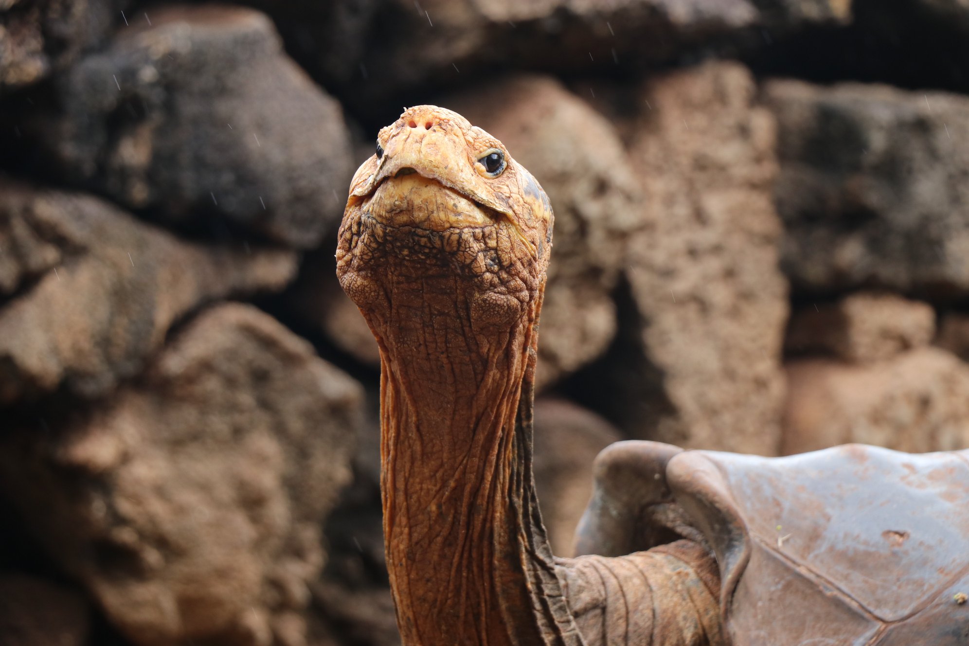 close up photo of Diego the tortoise