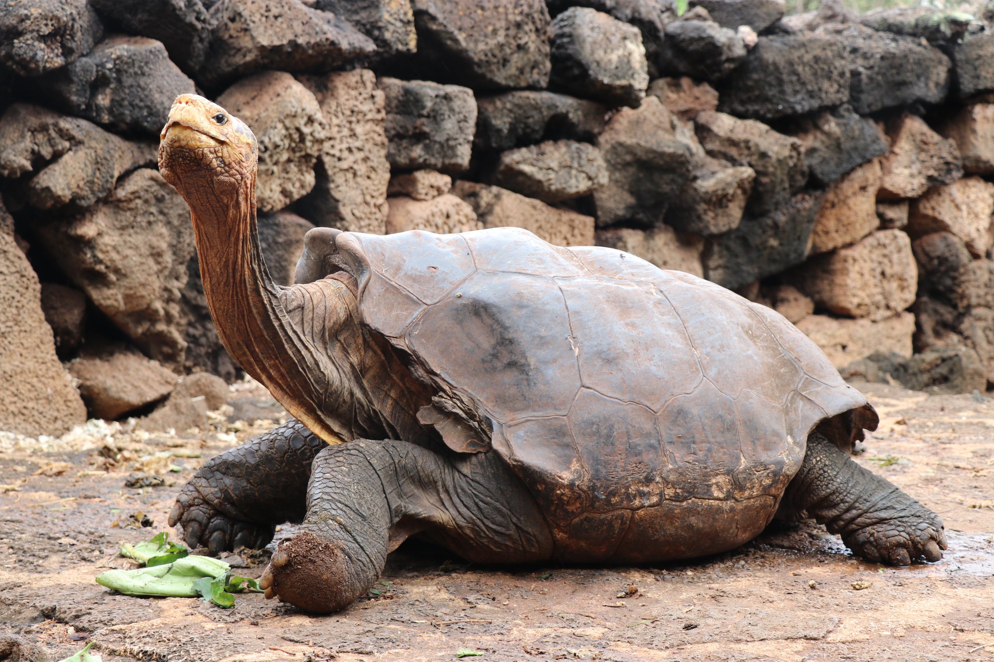 Diego the giant Galapagos tortoise