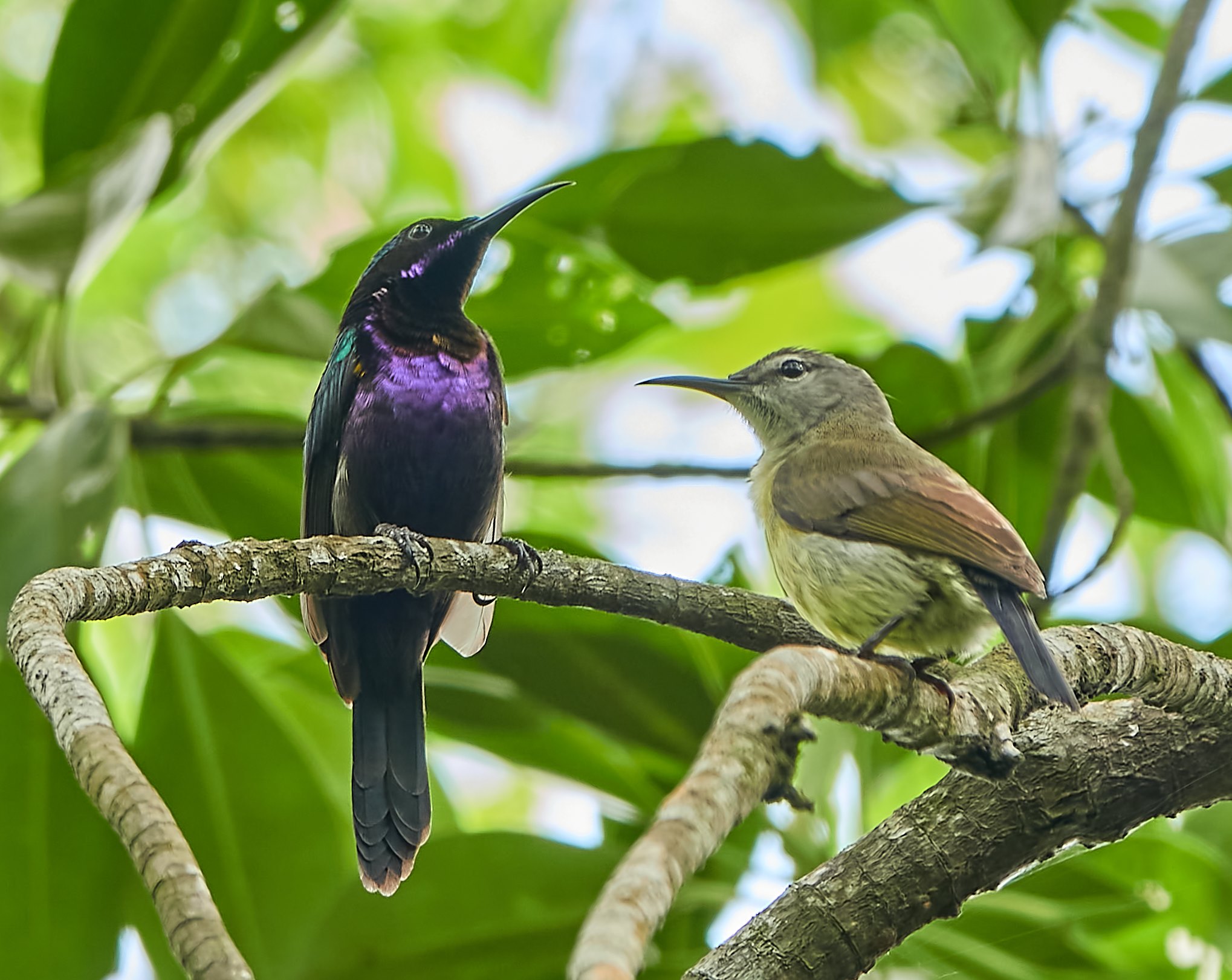 copper-throated sunbird