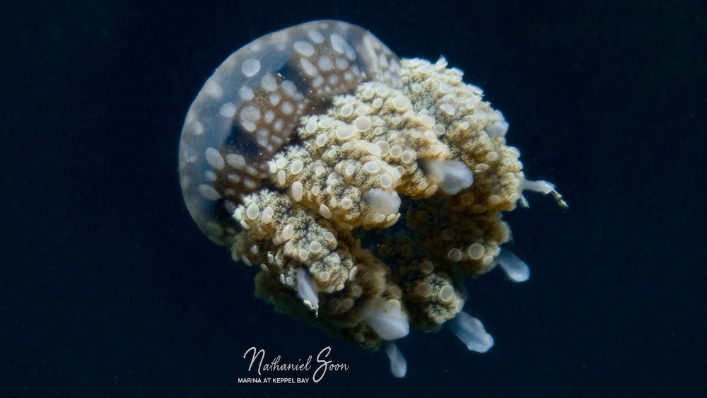 jellyfish at marina at Keppel Bay