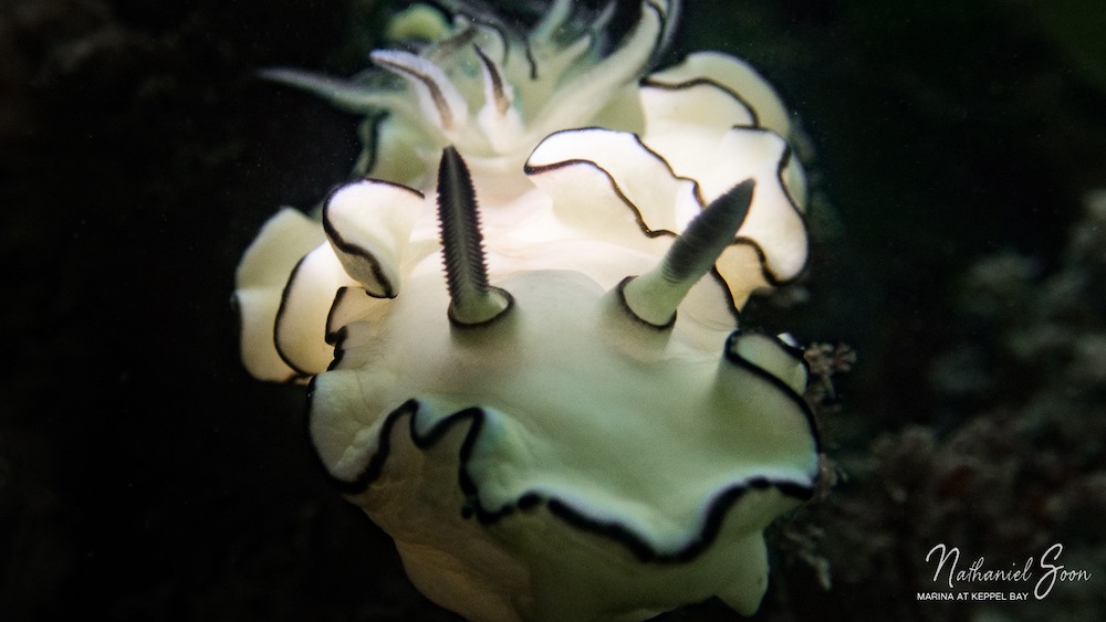 nudibranch at marina at Keppel Bay