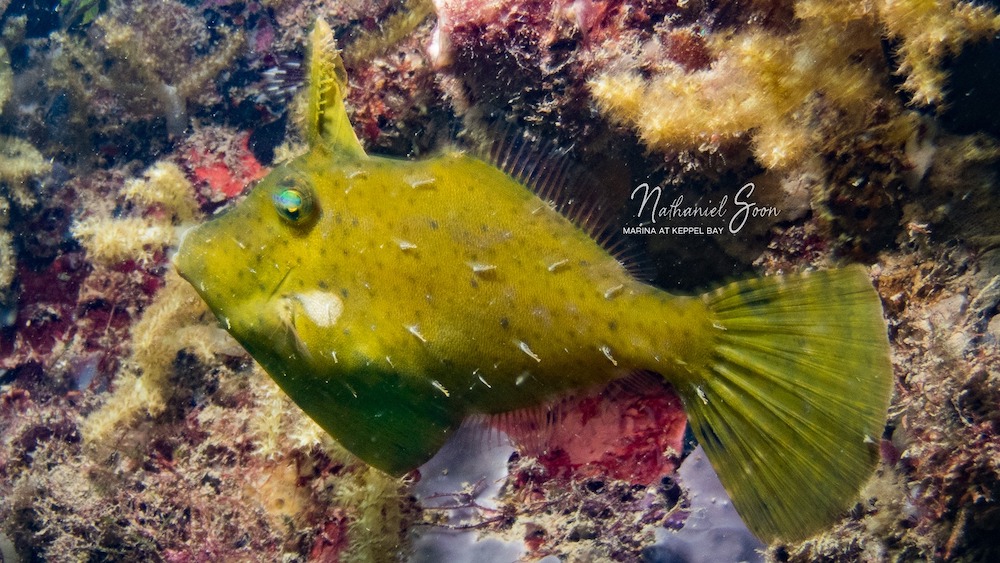 filefish at marina at Keppel Bay