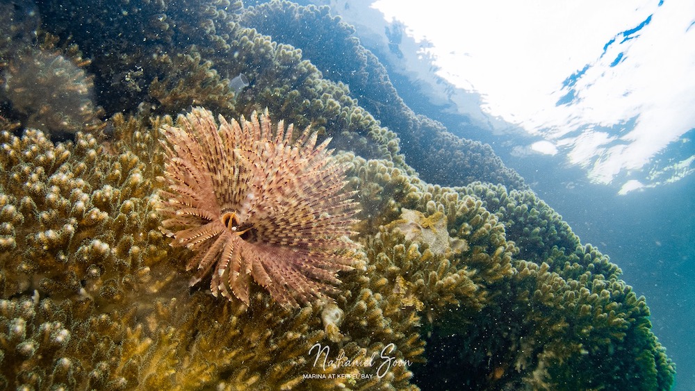 fan worm at marina at Keppel Bay