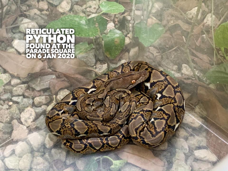 Commonwealth Sec python jan 2020