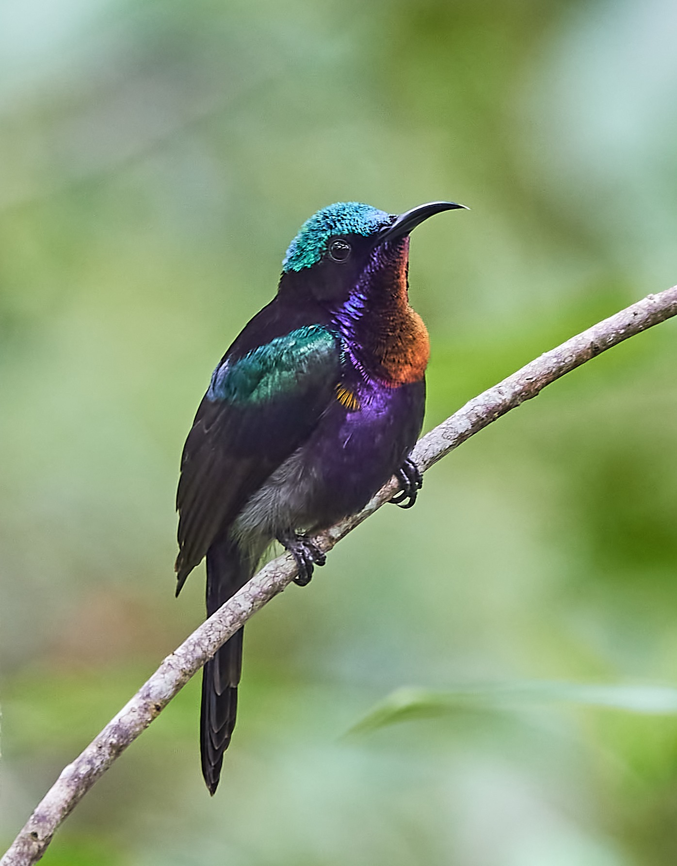 copper-throated sunbird