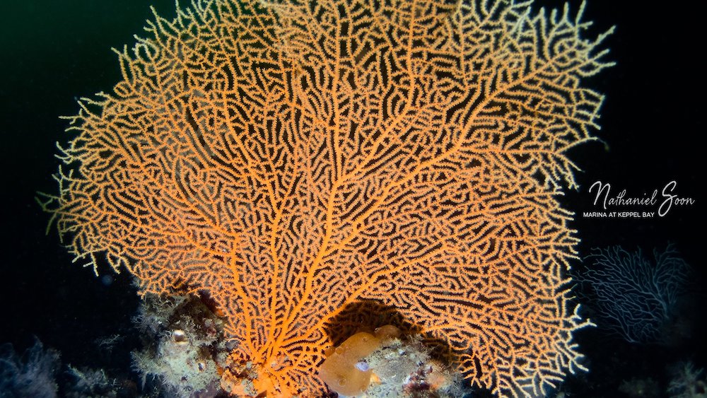 sea fan at marina at Keppel Bay