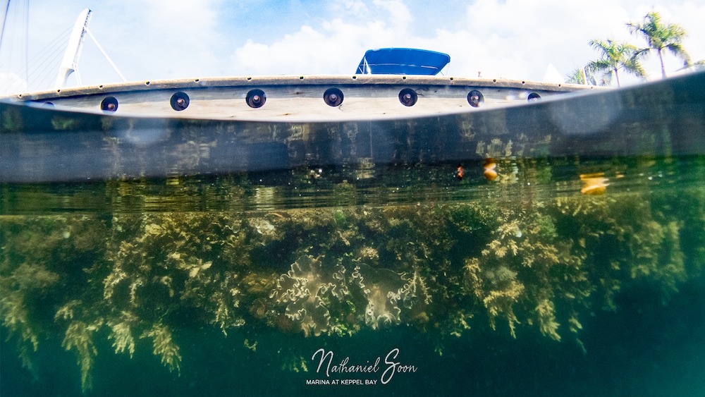 pontoon reef at keppel bay