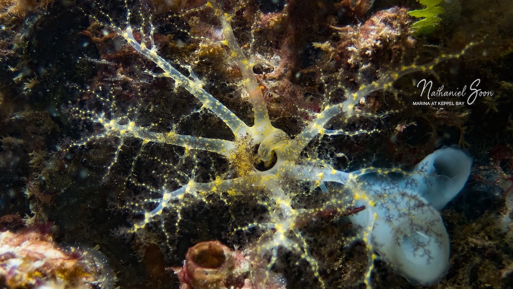 sea cucumber at marina at Keppel Bay