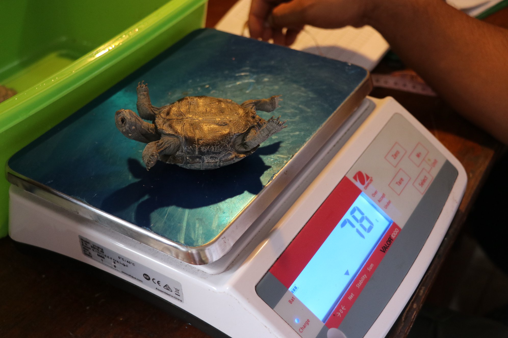 photo of a baby giant tortoise in the breeding program