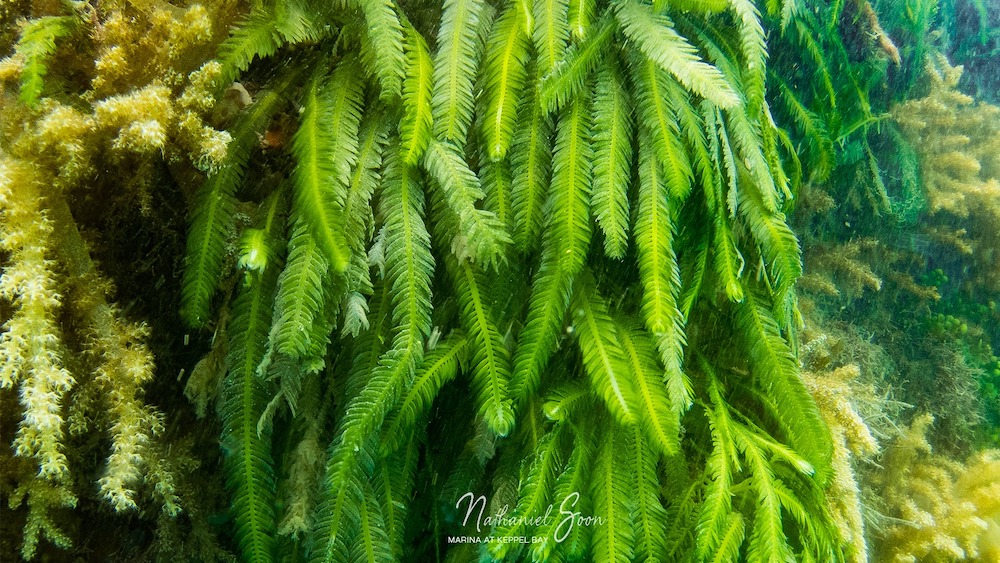 seaweed at marina at Keppel Bay