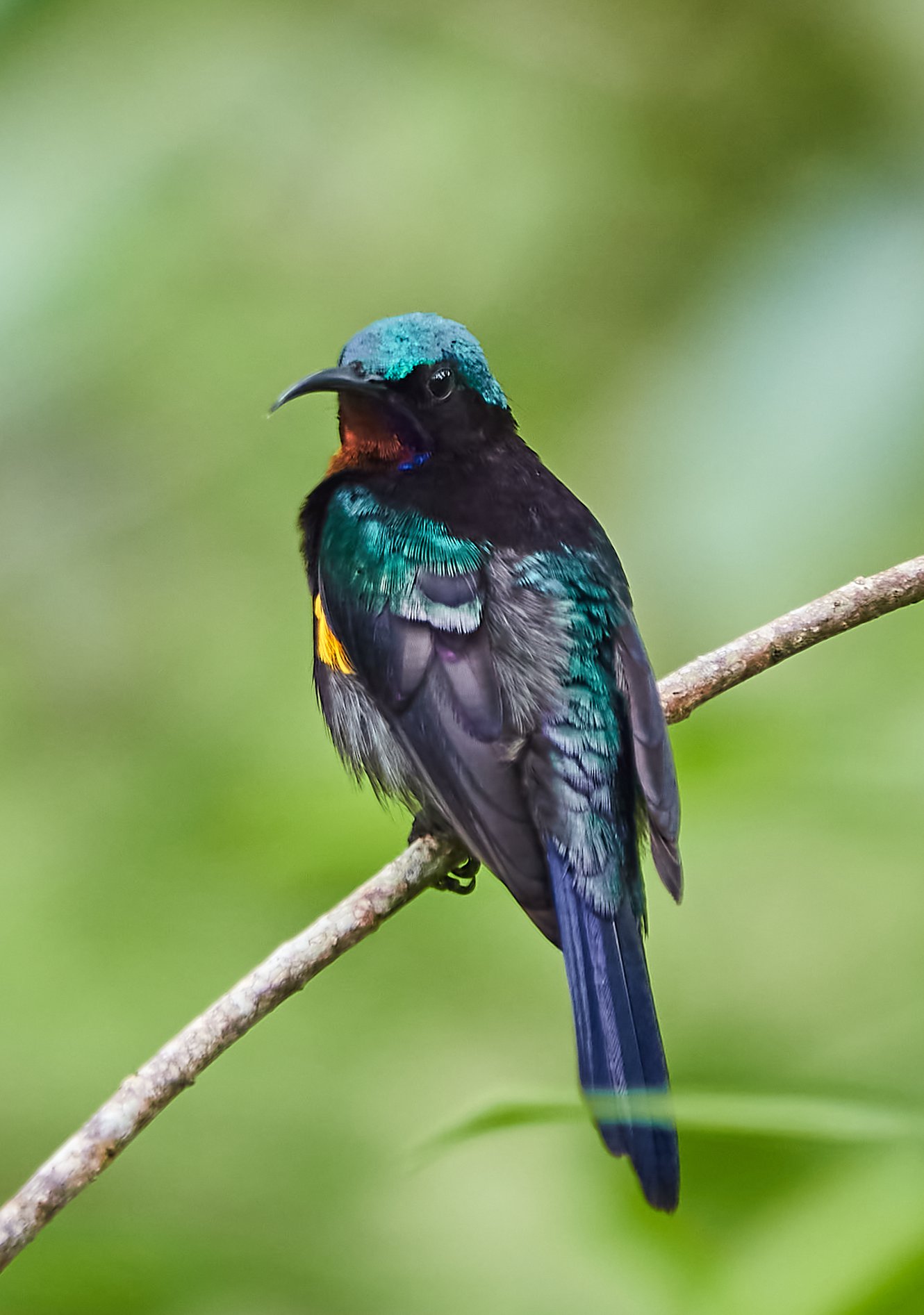 copper-throated sunbird