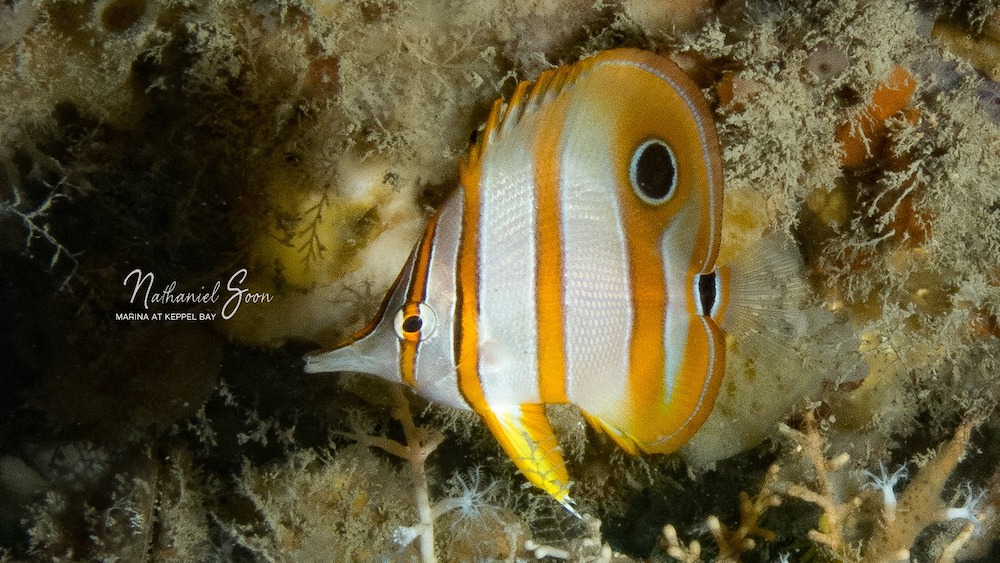 copper banded butterflyfish at Keppel Bay 