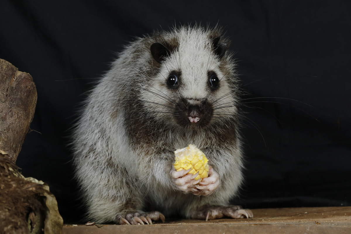 Luzon Giant Cloud Rat At S Pore Night Safari Looks Startled With Half Eaten Corn In Its Hands Mothership Sg News From Singapore Asia And Around The World