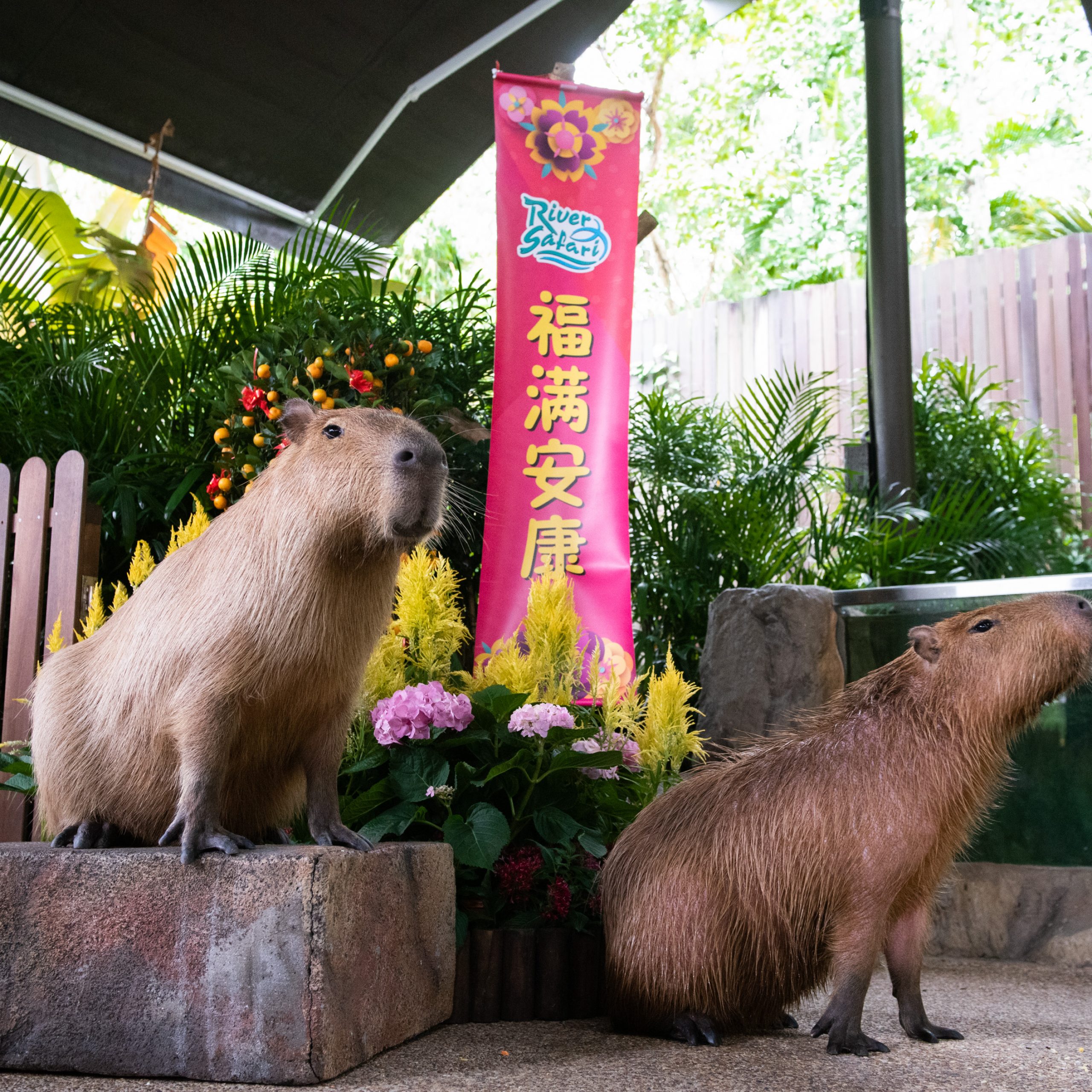 Capybara singapore zoo