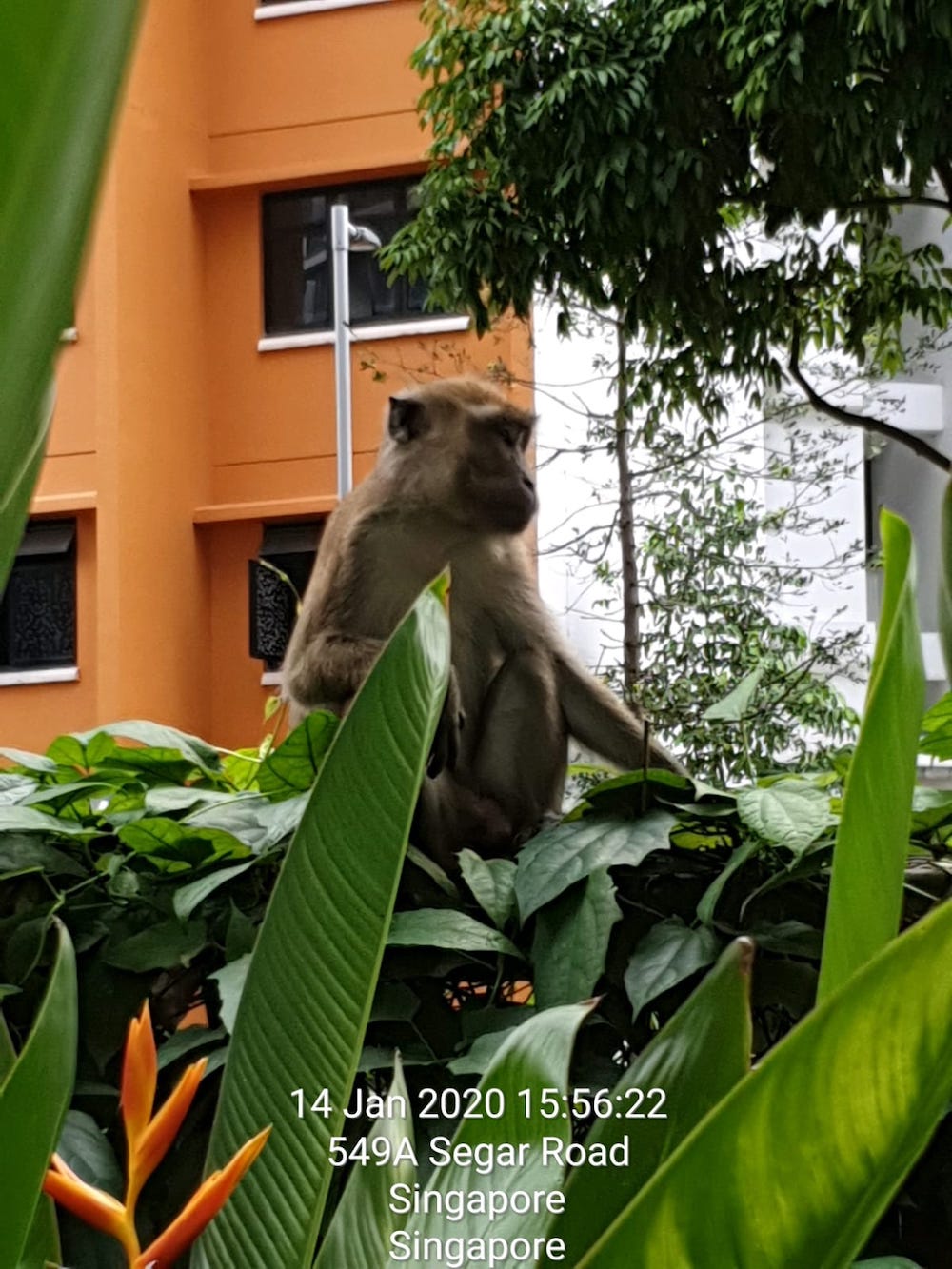screenshot of macaque at segar