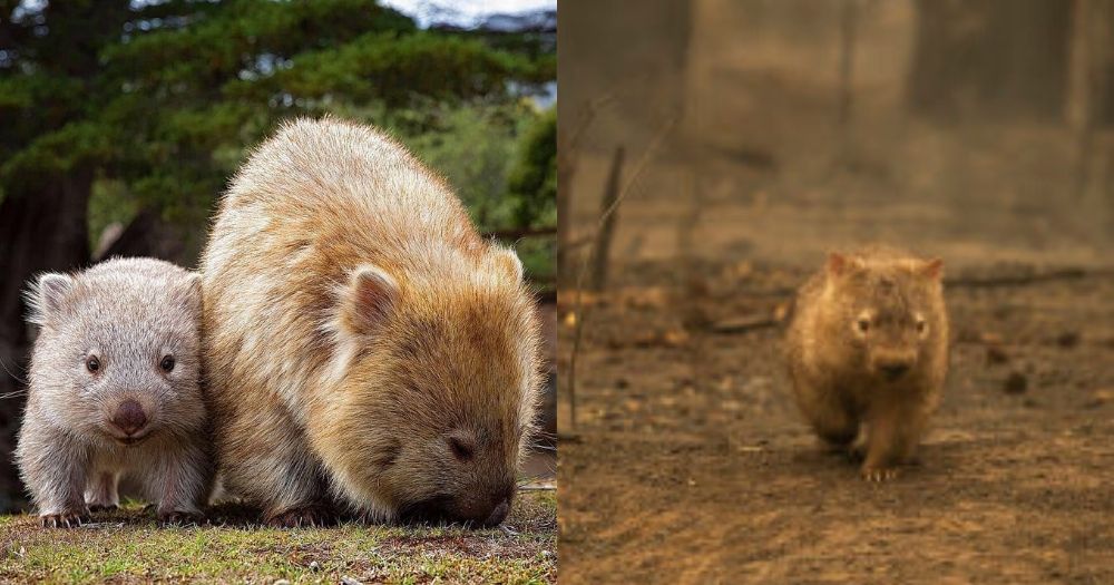 Wombats hailed as heroes after other animals hide in their burrowed homes  during Aussie bushfires  - News from Singapore, Asia and  around the world