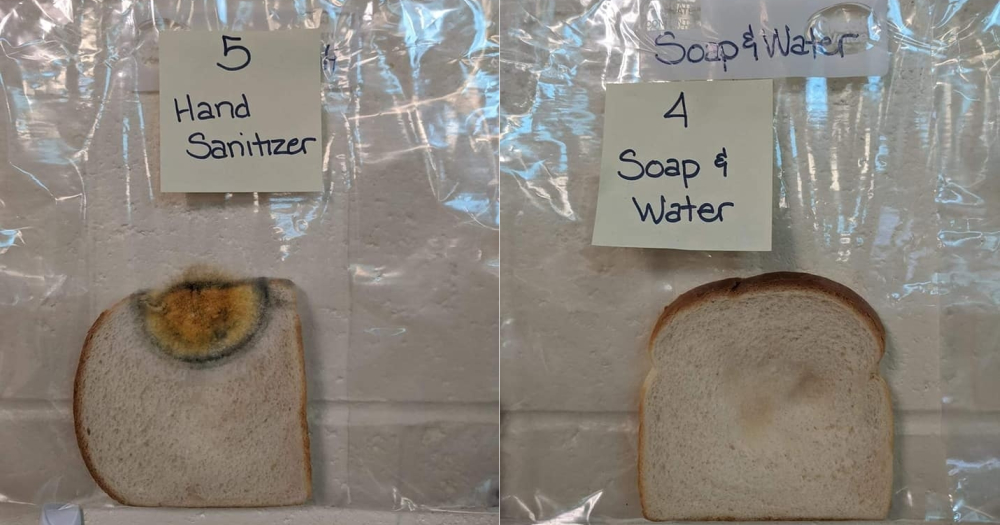 Bread mold experiment teaches the importance of handwashing