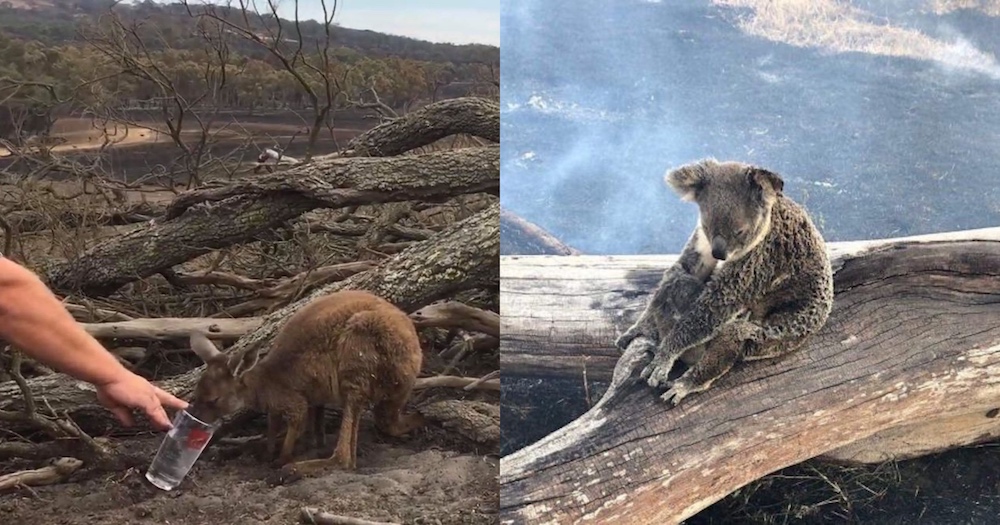 480 million animals killed in Australian bushfires since