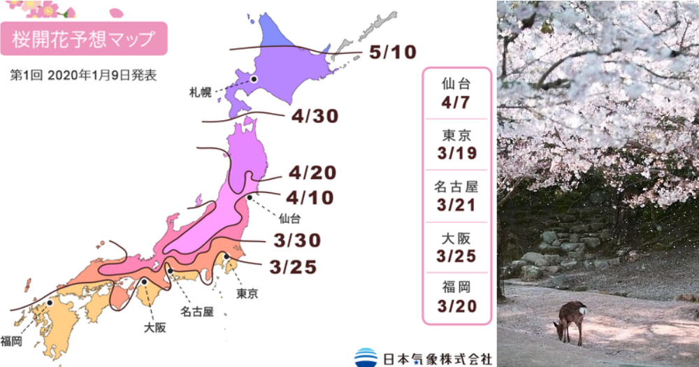 Japan-loving S’poreans, Here’s The 2020 Cherry Blossom Forecast ...