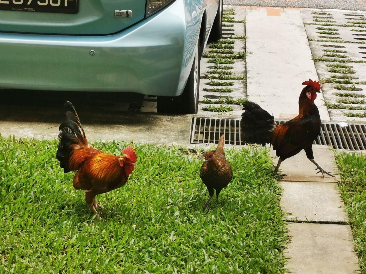 Three red junglefowl in Sin Ming