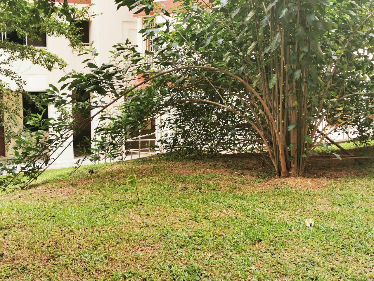 An arched branch in Sin Ming Court estate