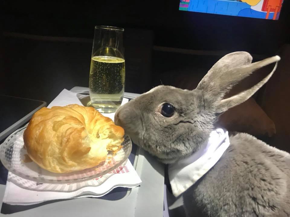 Rabbit flying business class, eating croissant