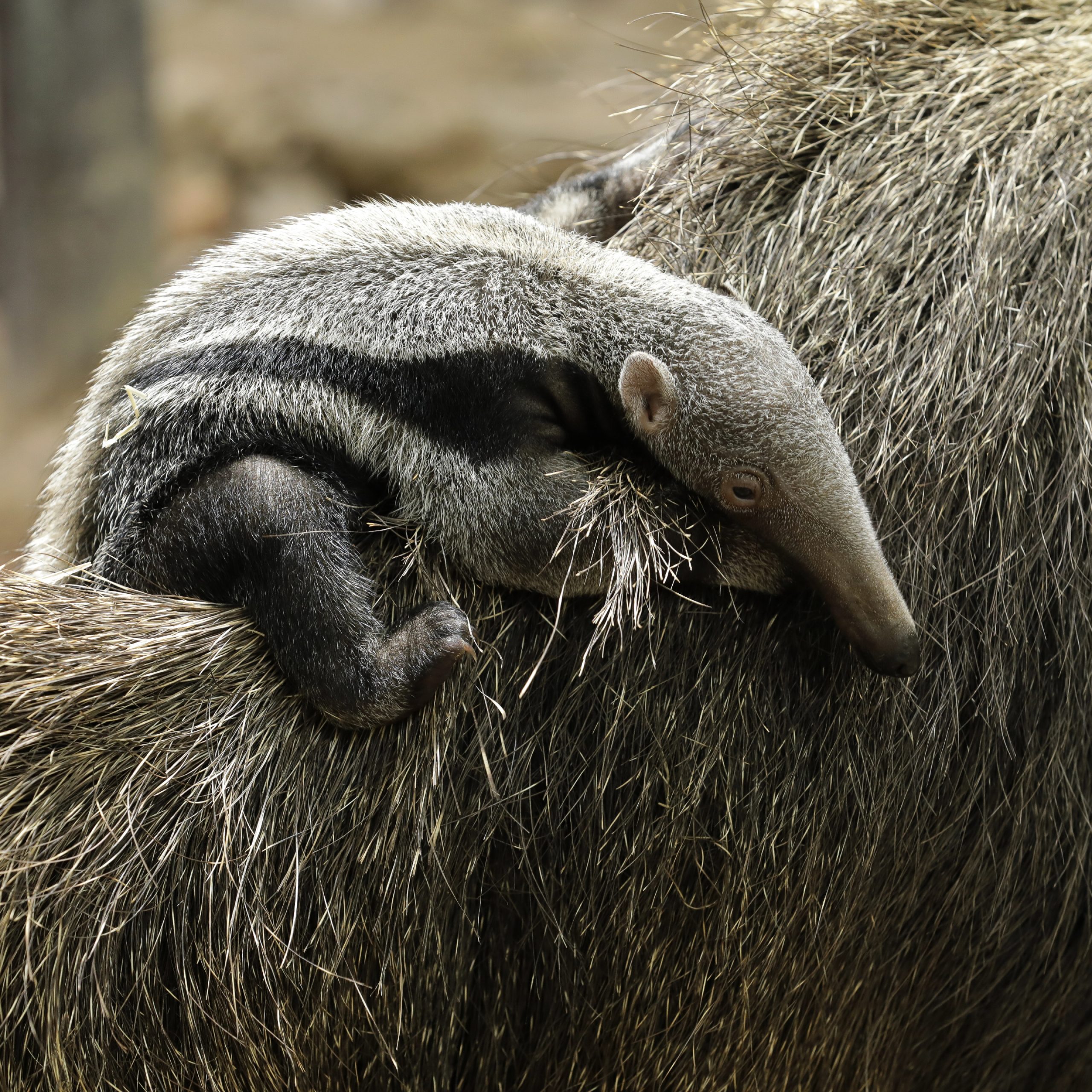 giant anteater pup