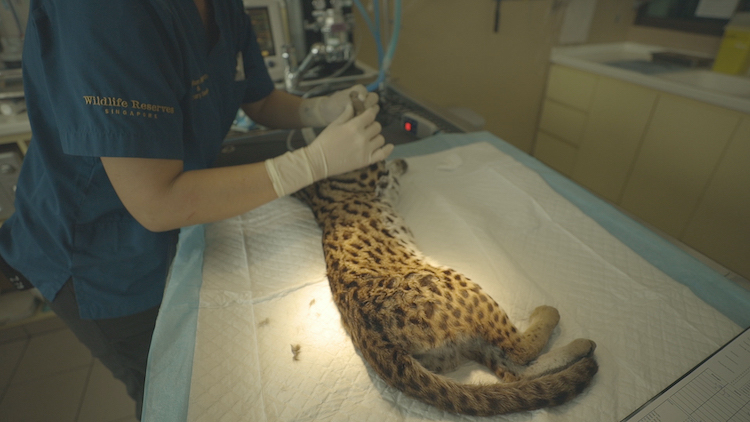 photo of leopard cat being looked at by a vet at WRS