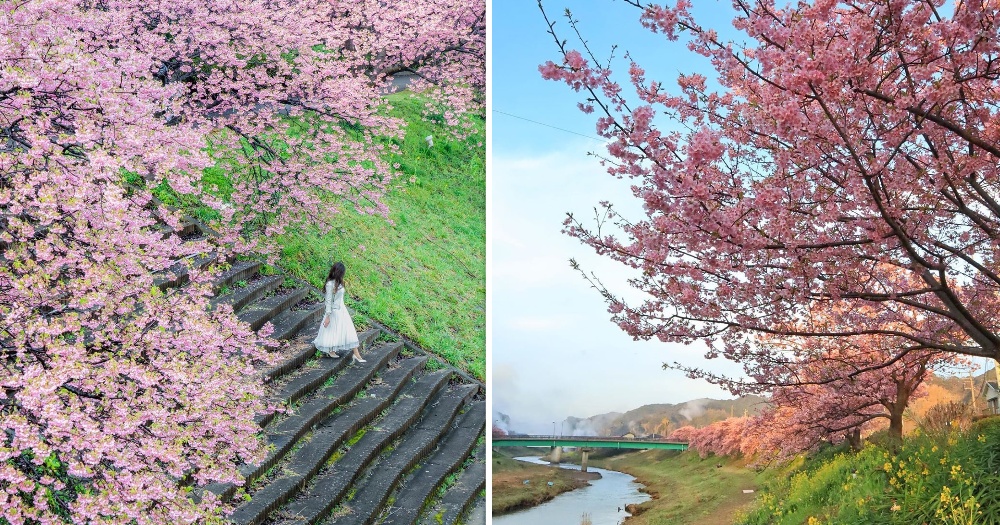 Cherry blossoms blooming early by Feb. 2020 in some parts of Japan ...